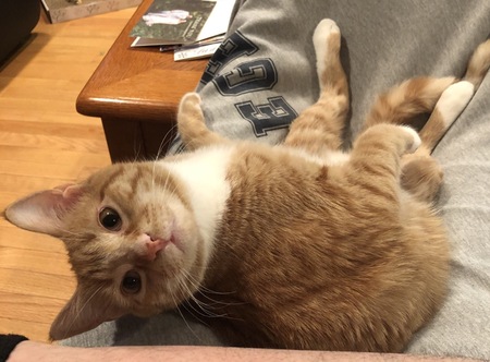 Kona