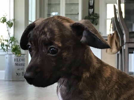 Tig