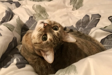 Quinn 