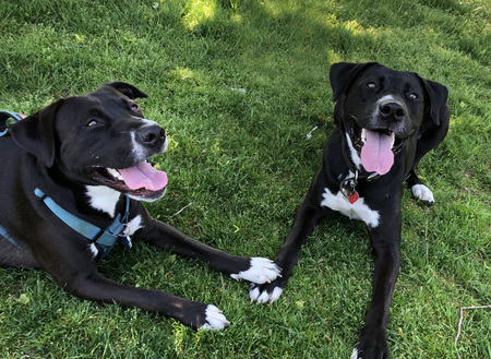 Koda (Left) & Finn (Right)