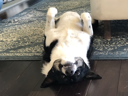 Finn