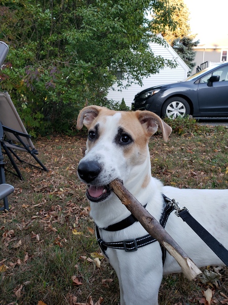 Wyatt Derp