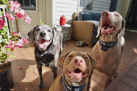 Cooper, Duke, and Hershey