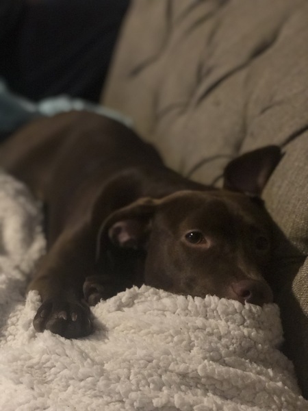 Arya
