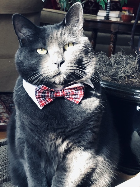 Nikolai Romanov III, Czar of the Russian Blues
