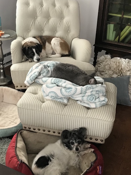 Indie, Angel and Monty
