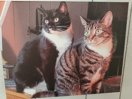 Cricket & Scooter