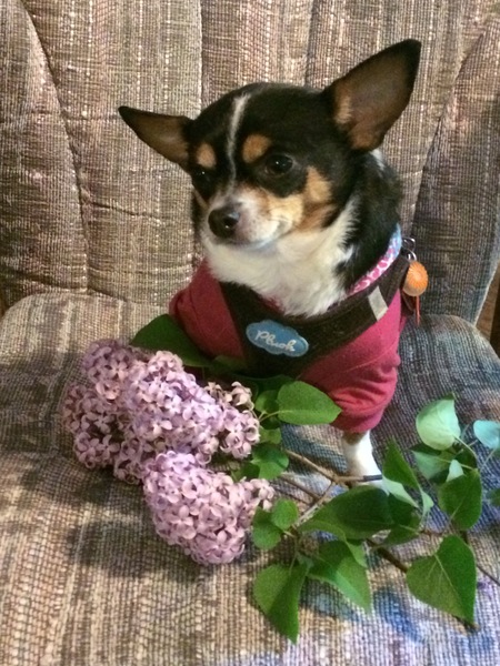 Star, the Service Dog