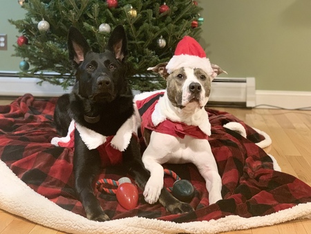 Cal and Chief