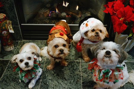 Thumper, Dudley, Wilson, Jasper 