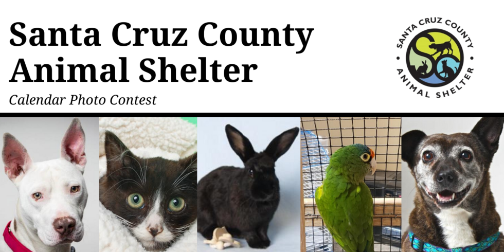 Banner for Santa Cruz County Animal Shelter Calendar Contest