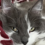 Entry image for Chloe