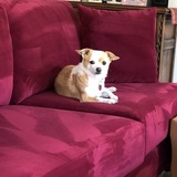 Entry image for Annie