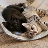 Entry image for Sassy and Spicey (Sisters)