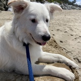 Entry image for Murphy