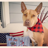 Entry image for Rex 