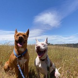 Entry image for Dagwood and Harry 