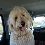 Entry image for Toby