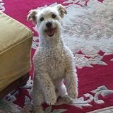 Entry image for Scruffy