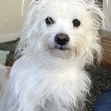 Entry image for Daisy