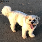 Entry image for Stevie