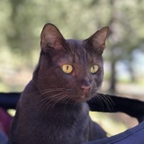 Entry image for Kona O’Callaghan