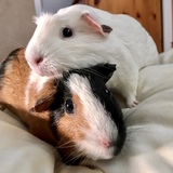 Entry image for Mocha & Mochi