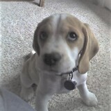 Entry image for Daisy