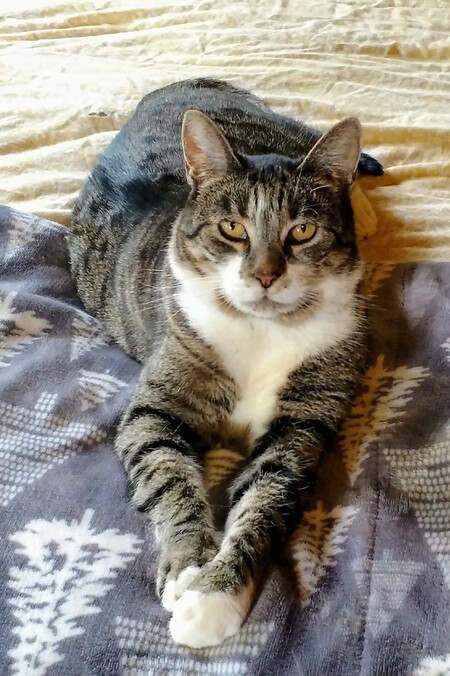 Entry image for Lucy. Clicking this image will show a larger photo