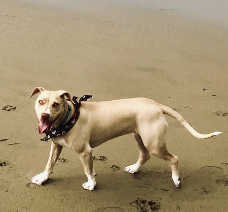 Entry image for Zoey. Clicking this image will show a larger photo