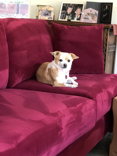 Entry image for Annie. Clicking this image will show a larger photo