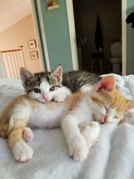 Entry image for Brothers Gus and Leo. Clicking this image will show a larger photo