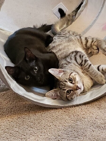 Entry image for Sassy and Spicey (Sisters). Clicking this image will show a larger photo