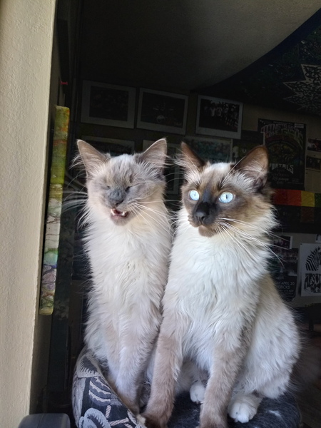 Entry image for Leo and Shadow. Clicking this image will show a larger photo