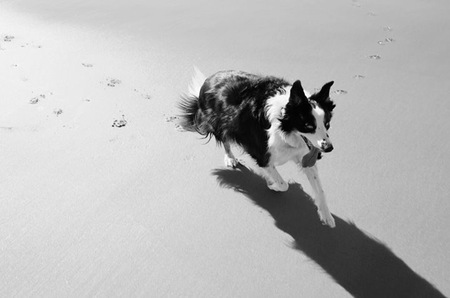 Entry image for Darby. Clicking this image will show a larger photo