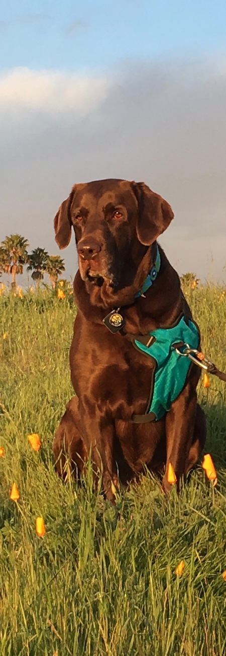 Entry image for Stanley. Clicking this image will show a larger photo