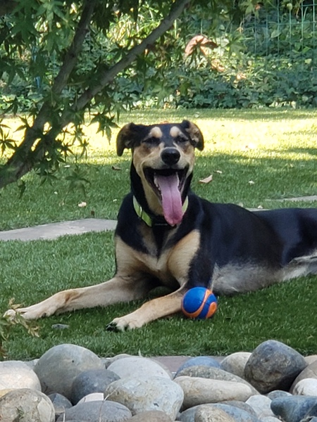 Entry image for Piper. Clicking this image will show a larger photo