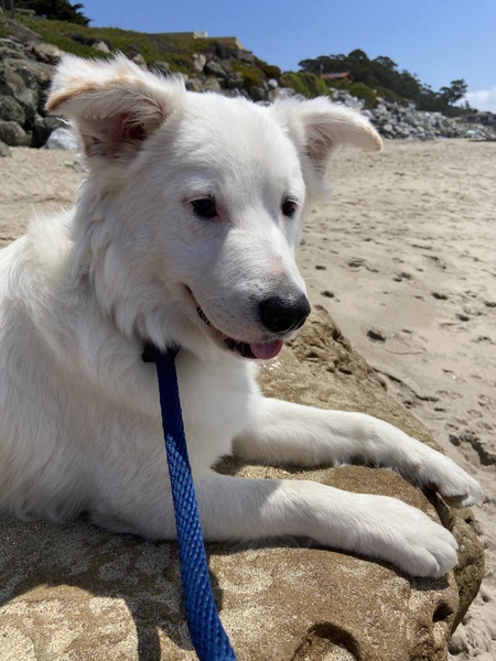 Entry image for Murphy. Clicking this image will show a larger photo