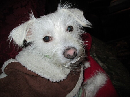 Entry image for Peggy Sue. Clicking this image will show a larger photo