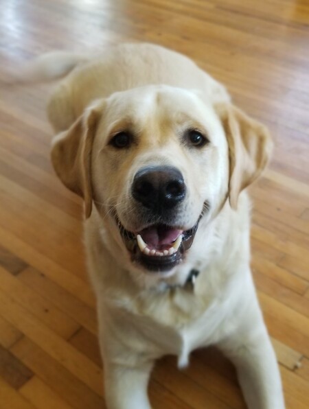 Entry image for Chico. Clicking this image will show a larger photo