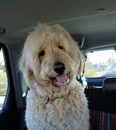 Entry image for Toby. Clicking this image will show a larger photo