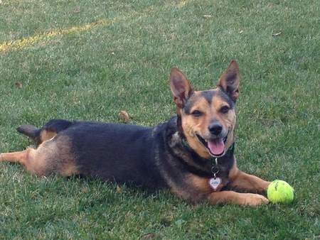 Entry image for Nacho . Clicking this image will show a larger photo