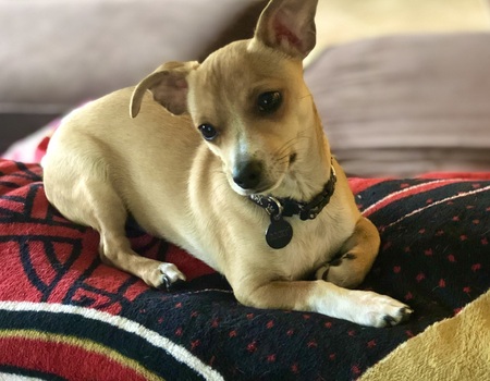 Entry image for Rocky. Clicking this image will show a larger photo
