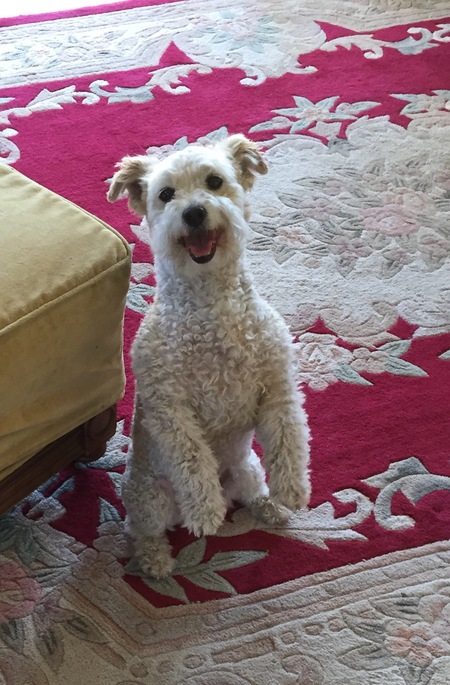 Entry image for Scruffy. Clicking this image will show a larger photo