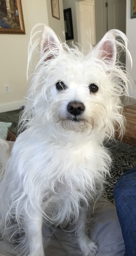 Entry image for Daisy. Clicking this image will show a larger photo