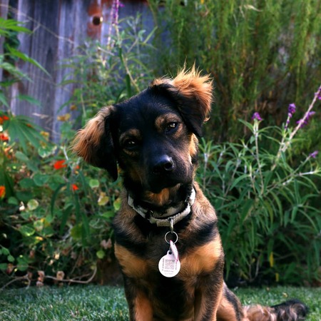 Entry image for Ziggy. Clicking this image will show a larger photo