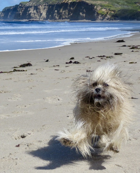 Entry image for Tashi. Clicking this image will show a larger photo