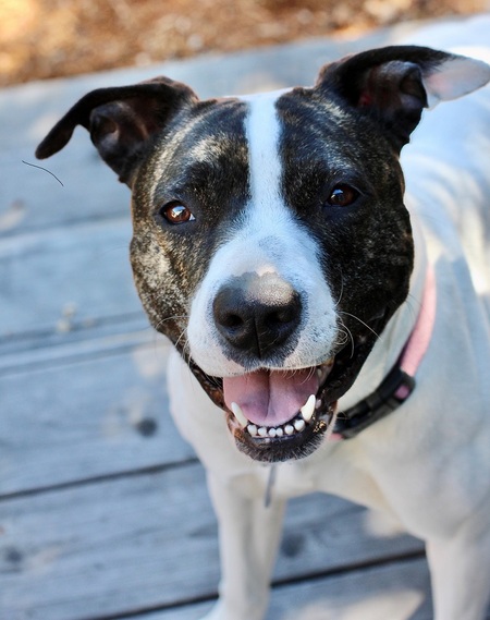 Entry image for Shelby . Clicking this image will show a larger photo