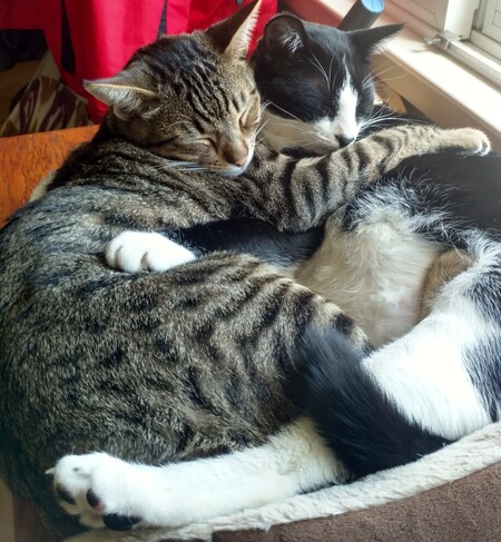 Entry image for Warren ZeKitty & Boog Meowl. Clicking this image will show a larger photo