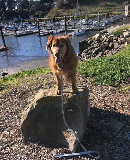 Entry image for Flynn. Clicking this image will show a larger photo
